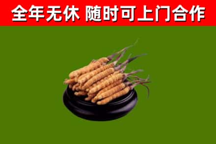 贵阳回收冬虫夏草