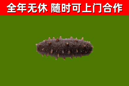 贵阳回收海参干
